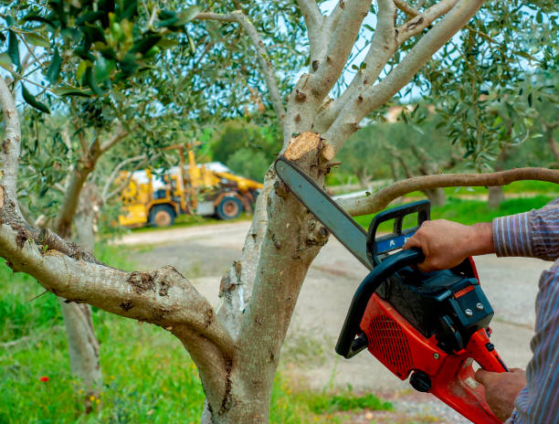 Professional Tree Service in Lightstreet, PA